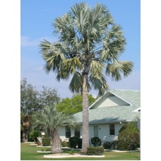 Bismarck Palm 34' Overall Height Bismarck Palm 34' Overall Height